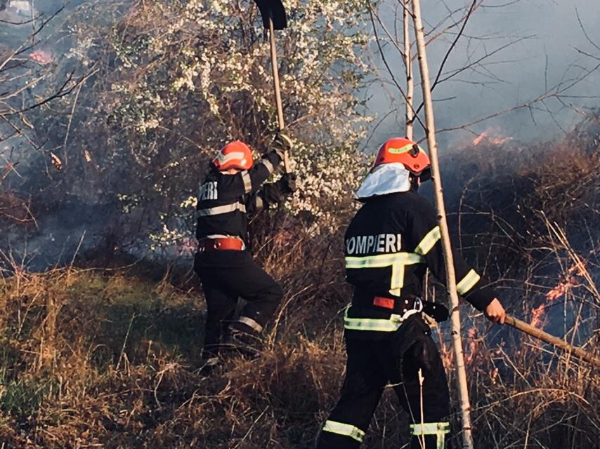 tulcea arici salvat dintr un incendiu de vegetatie galerie foto 687918 tulcea arici salvat dintr un incendiu de vegetatie galerie foto 687918