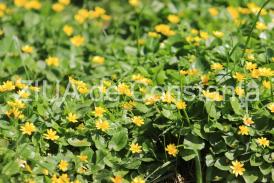 centrulnatura.ro Vine primăvara 