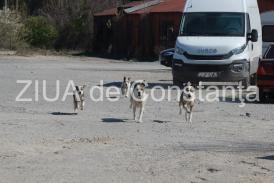Păţania unei femei. Cine a salvat-o de o haită de câini în zona Kaufland - Aurel Vlaicu Constanţa. Despre serviciul de ecarisaj