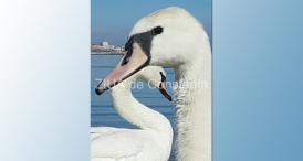 Sărut al primăverii eterne - Irina Lucia MIHALCA