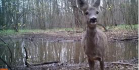 Căprioara din Munţii Dobrogei cea curioasă şi simpatică tare. Voia să vadă cum funcţiona camera de filmat (video) 