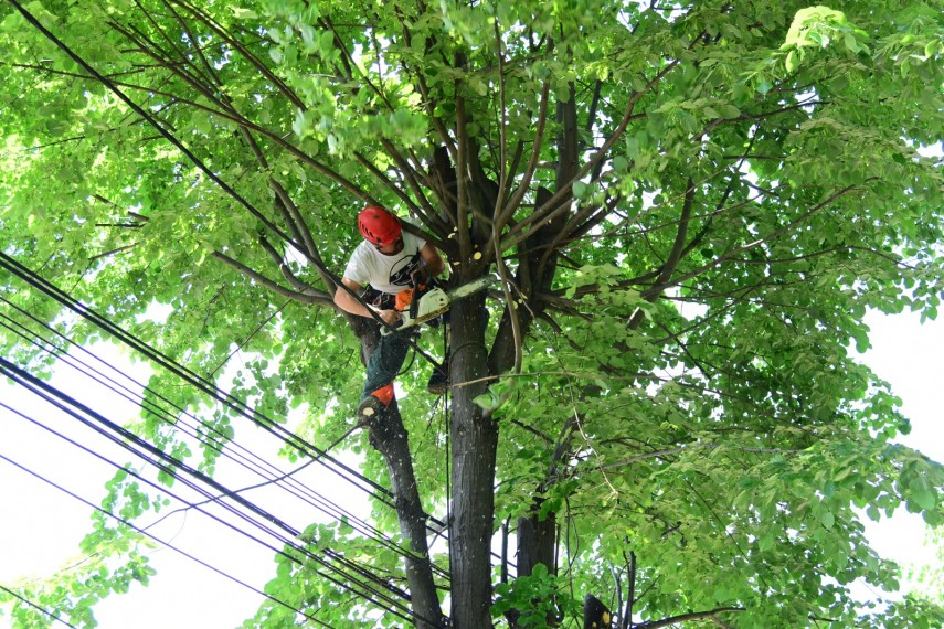 primaria municipiului constanta continua lucrarile de toaletare a arborilor pe strada rascoalei din 1907 primaria municipiului constanta continua lucrarile de toaletare a arborilor pe strada rascoalei din 1907