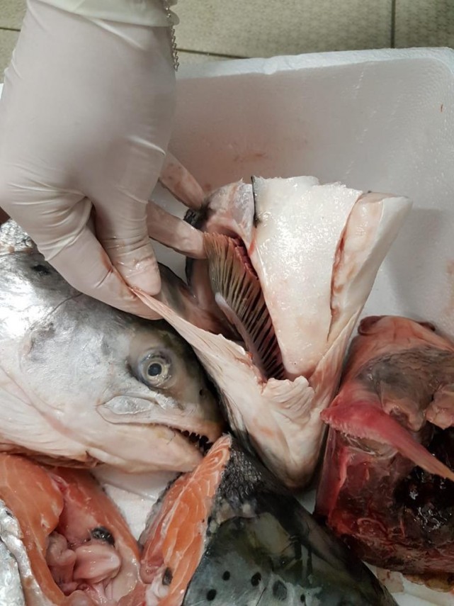 nereguli majore gasite la pestele de import in mai multe hypermarket uri intr o singura zi de control nereguli majore gasite la pestele de import in mai multe hypermarket uri intr o singura zi de control