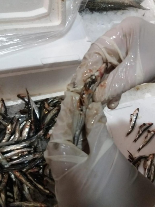 nereguli majore gasite la pestele de import in mai multe hypermarket uri intr o singura zi de control nereguli majore gasite la pestele de import in mai multe hypermarket uri intr o singura zi de control