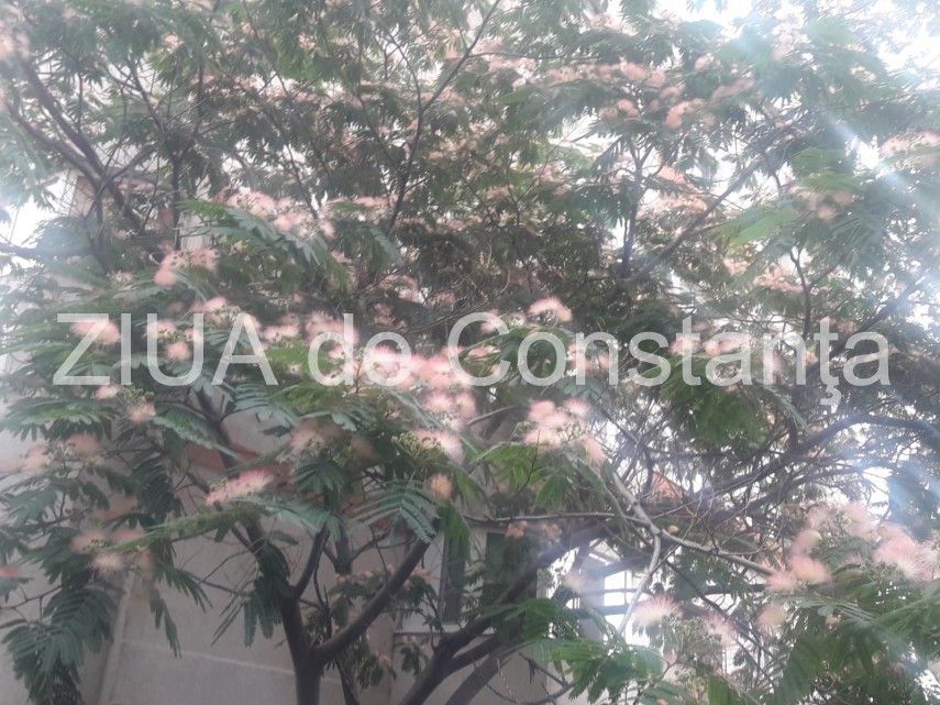 peisaj impresionant la constanta arborele de matase inflorit schimba aspectul mai multor cartiere fotoreportaj peisaj impresionant la constanta arborele de matase inflorit schimba aspectul mai multor cartiere fotoreportaj