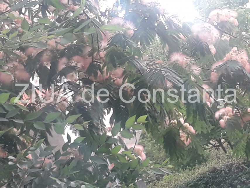 peisaj impresionant la constanta arborele de matase inflorit schimba aspectul mai multor cartiere fotoreportaj peisaj impresionant la constanta arborele de matase inflorit schimba aspectul mai multor cartiere fotoreportaj