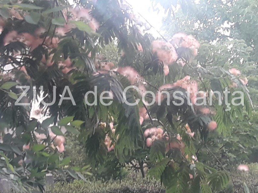 peisaj impresionant la constanta arborele de matase inflorit schimba aspectul mai multor cartiere fotoreportaj peisaj impresionant la constanta arborele de matase inflorit schimba aspectul mai multor cartiere fotoreportaj