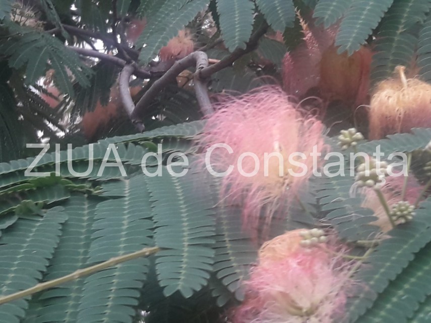 peisaj impresionant la constanta arborele de matase inflorit schimba aspectul mai multor cartiere fotoreportaj peisaj impresionant la constanta arborele de matase inflorit schimba aspectul mai multor cartiere fotoreportaj