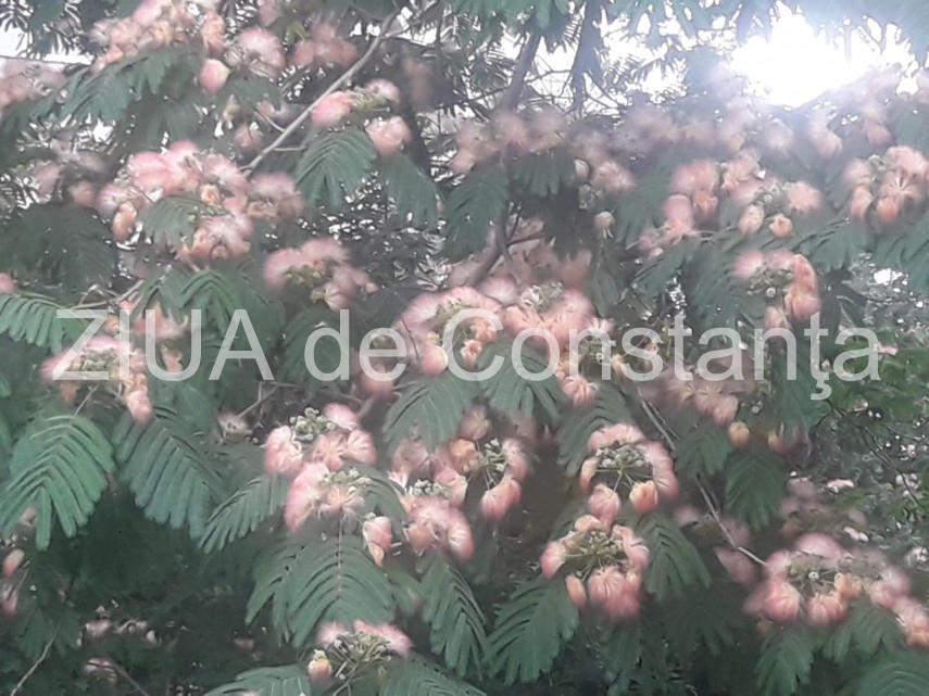 peisaj impresionant la constanta arborele de matase inflorit schimba aspectul mai multor cartiere fotoreportaj peisaj impresionant la constanta arborele de matase inflorit schimba aspectul mai multor cartiere fotoreportaj