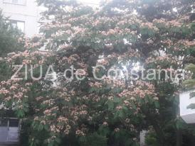 Peisaj impresionant la Constanța. Arborele de mătase înflorit schimbă aspectul mai multor cartiere (fotoreportaj)