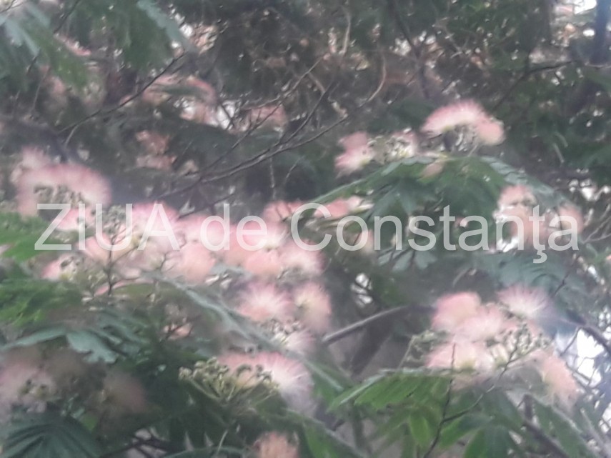 peisaj impresionant la constanta arborele de matase inflorit schimba aspectul mai multor cartiere fotoreportaj peisaj impresionant la constanta arborele de matase inflorit schimba aspectul mai multor cartiere fotoreportaj