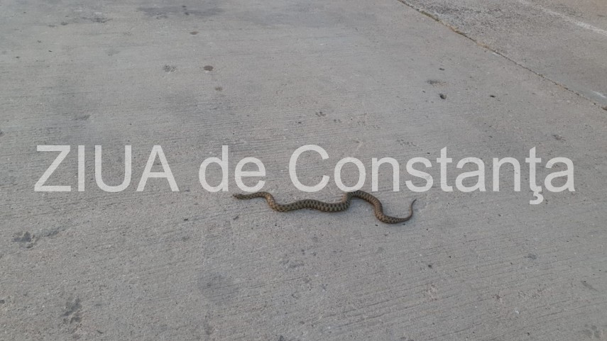 atentie serpi surprinsi pe digul de nord al portului constanta galerie foto video 694528 atentie serpi surprinsi pe digul de nord al portului constanta galerie foto video 694528