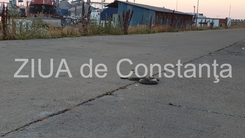 atentie serpi surprinsi pe digul de nord al portului constanta galerie foto video 694528 atentie serpi surprinsi pe digul de nord al portului constanta galerie foto video 694528