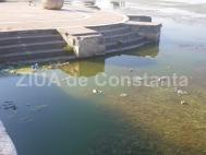 Mizeria plutitoare din lacul Tăbăcărie. Cine se face responsabil? (galerie foto)