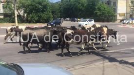 Imaginea zilei Cu vacile prin oraș! Cireadă de vaci, pe bulevardul Aurel Vlaicu din Constanța (galerie foto+video)    