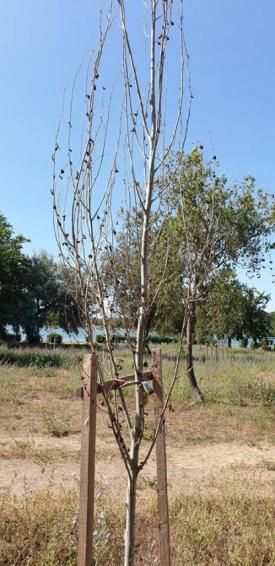  Trees need people - Constanţa Restart   Constănțenii, invitați la acțiunea de voluntariat „Parcul Tăbăcăriei - Îngrijim ce am plantat“ (galerie foto) 
