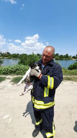 Câine, căzut în Canalul Dunăre Marea Neagră. Intervin salvatorii 