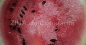 centrulnatura.ro VREMEA PEPENILOR!