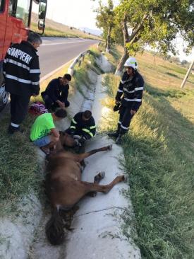 Cal căzut într-o rigolă, în Babadag. Intervin pompierii tulceni