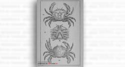 #DobrogeaAcademică  Radu Codreanu, academicianul dobrogean care a scris noi capitole în biologie