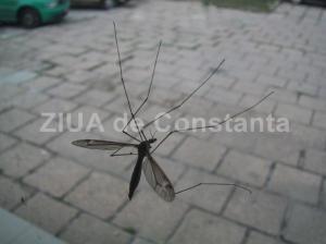 Al treilea deces cauzat de virusul West Nile în România. Ce recomandă specialiștii  