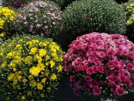 Târgul Constanța cu Flori Parcul Teatrului „Oleg Danovski”, gazda celui mai colorat și parfumat eveniment (galerie foto)