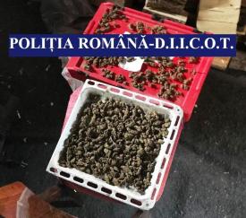 Percheziţii în Techirghiol și în Eforie. Tineri arestaţi preventiv. Povestea îngrozitoare a unei fete de 16 ani