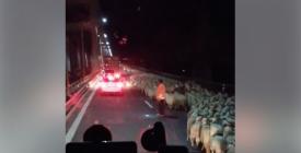 Imaginea zilei Sute de oi pe Autostrada Soarelui! (video)