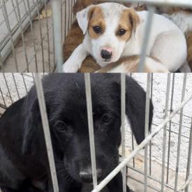 Constanţa Sute de câini comunitari au fost adoptaţi de locuitorii oraşului