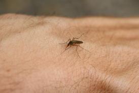 Primul deces confirmat din cauza virusului West Nile, la Constanţa