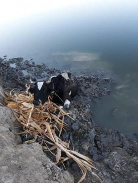 Animal blocat în nămol. Pompierii ISU Tulcea au fost solicitaţi să intervină 