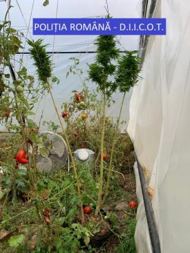 Bărbat, cercetat de D.I.I.C.O.T  după ce ar fi cultivat cannabis în solar (galerie foto)