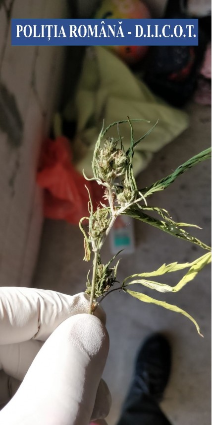 grup infractional specializat in trafic de droguri destructurat galerie foto 701828 grup infractional specializat in trafic de droguri destructurat galerie foto 701828
