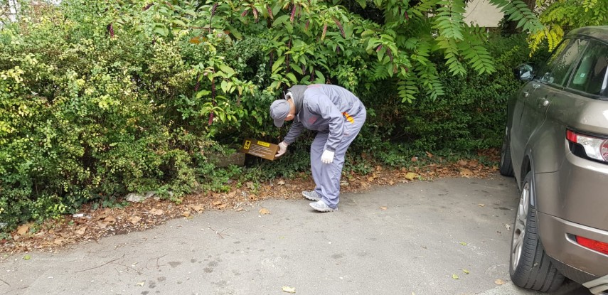 actiunile de deratizare reluate in constanta galerie foto 702141 actiunile de deratizare reluate in constanta galerie foto 702141