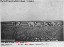 #DobrogeaDigitală „Mărturii de epocă privind istoria Dobrogei (1878-1947)“  Despre „industria lactină“ din Dobrogea sfârșitului de secol XIX  