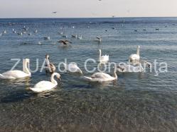 Poezia zilei Nu păsări, ci zboruri - Irina Lucia Mihalca