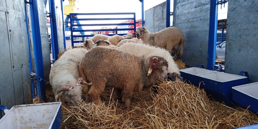 o nava plina cu oi in pericol de scufundare in portul midia 705908 o nava plina cu oi in pericol de scufundare in portul midia 705908