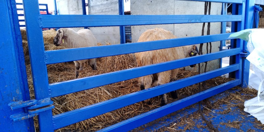 o nava plina cu oi in pericol de scufundare in portul midia 705908 o nava plina cu oi in pericol de scufundare in portul midia 705908