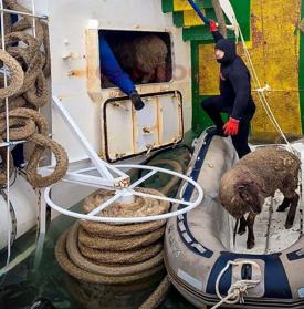 Animals International Detalii despre nava răsturnată și intervenția Guvernului