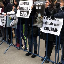 A fost protest la Ministerul Agriculturii! Iubitorii de animale au scandat pentru oile din portul Midia (galerie foto)