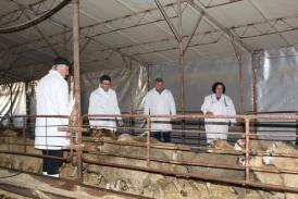 Starea de sănătate a oilor salvate de pe nava răsturnată în Portul Midia, verificată de președintele ANSVSA