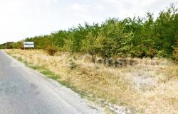 Perdele forestiere de-a lungul Autostrăzii A2. Cine se va ocupa de asistenţa tehnică (document)