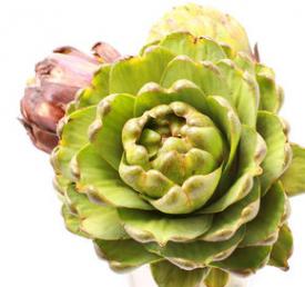 Anghinarea, planta indicată în afecțiunile hepatice și renale