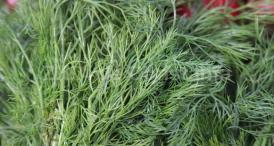 Mărarul, aliat contra balonării și infecțiilor pulmonare 