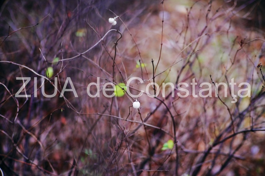 fotoreportaj primele semne ale primaverii in constanta galerie foto 710562 fotoreportaj primele semne ale primaverii in constanta galerie foto 710562