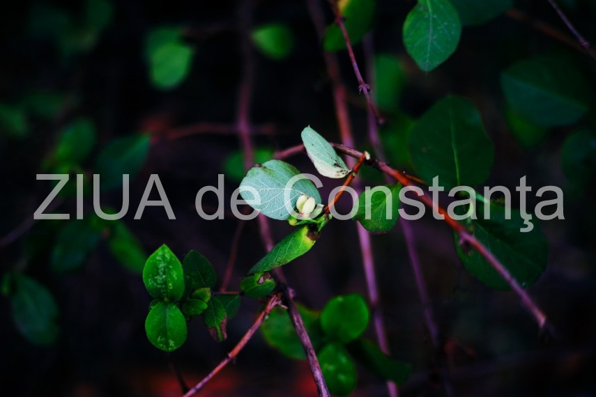 fotoreportaj primele semne ale primaverii in constanta galerie foto 710562 fotoreportaj primele semne ale primaverii in constanta galerie foto 710562