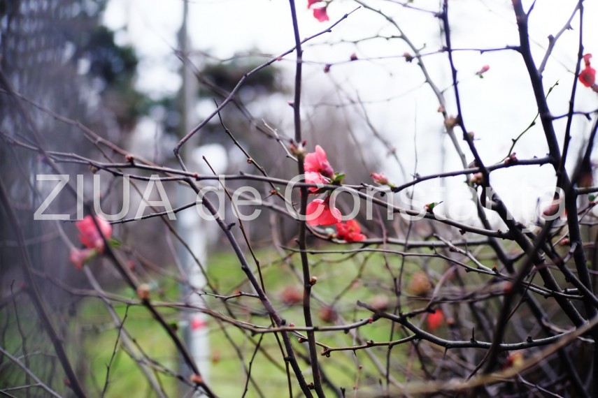 fotoreportaj primele semne ale primaverii in constanta galerie foto 710562 fotoreportaj primele semne ale primaverii in constanta galerie foto 710562