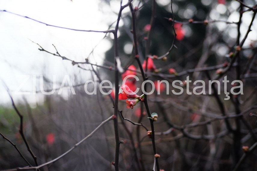 fotoreportaj primele semne ale primaverii in constanta galerie foto 710562 fotoreportaj primele semne ale primaverii in constanta galerie foto 710562