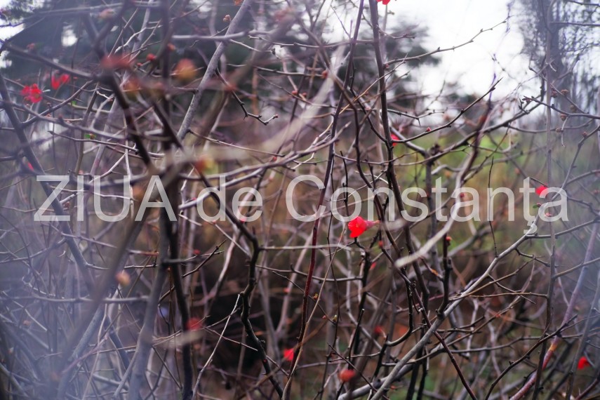 fotoreportaj primele semne ale primaverii in constanta galerie foto 710562 fotoreportaj primele semne ale primaverii in constanta galerie foto 710562