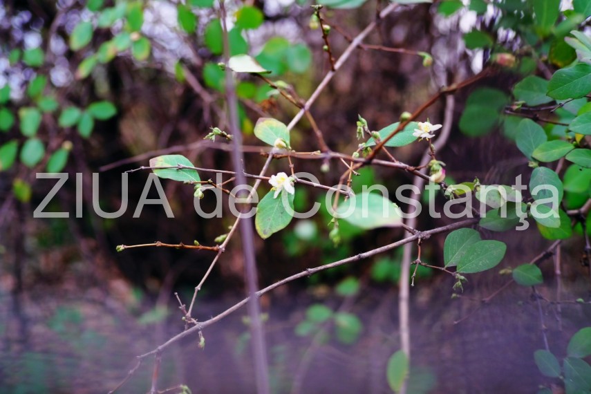 fotoreportaj primele semne ale primaverii in constanta galerie foto 710562 fotoreportaj primele semne ale primaverii in constanta galerie foto 710562